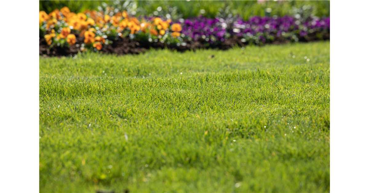 Gartenseminar "Gesunder Rasen" - Müller Blumen & Garten