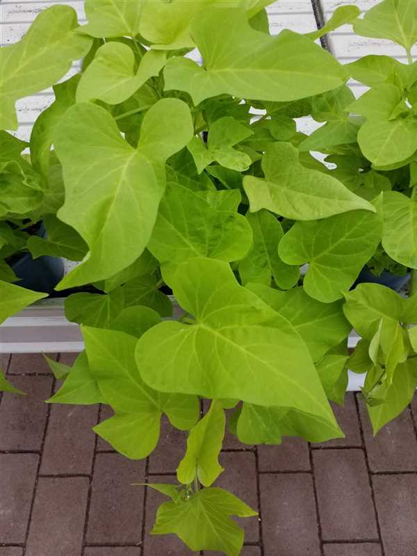 Ipomoea batatas, Süßkartoffel Müller Blumen & Garten