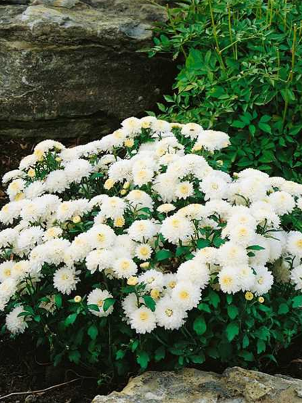 chrysanthemum henkes chrysanthemum henkes