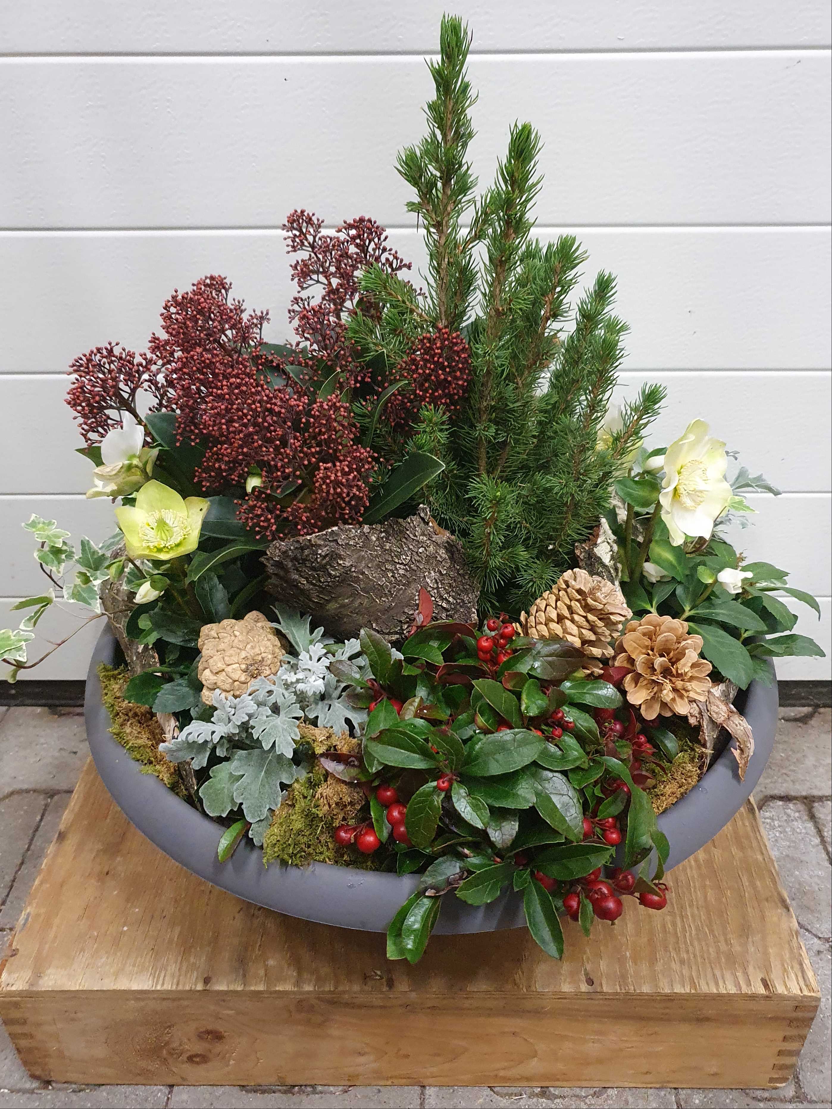 Christrosen mit winterlicher Dekoration , Pflanzschale Müller Blumen