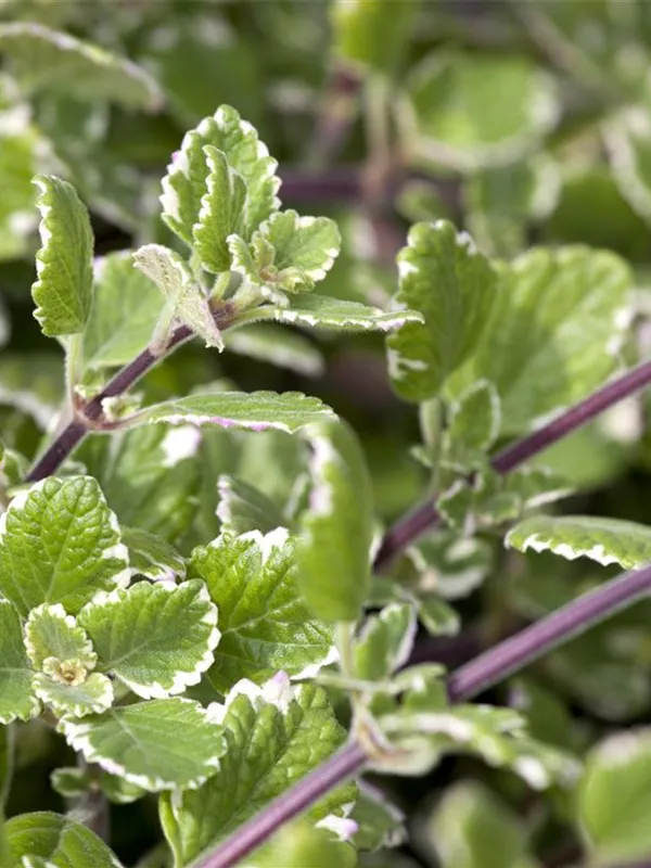Plectranthus coleoides, Weihrauch Pflanze Müller Blumen & Garten