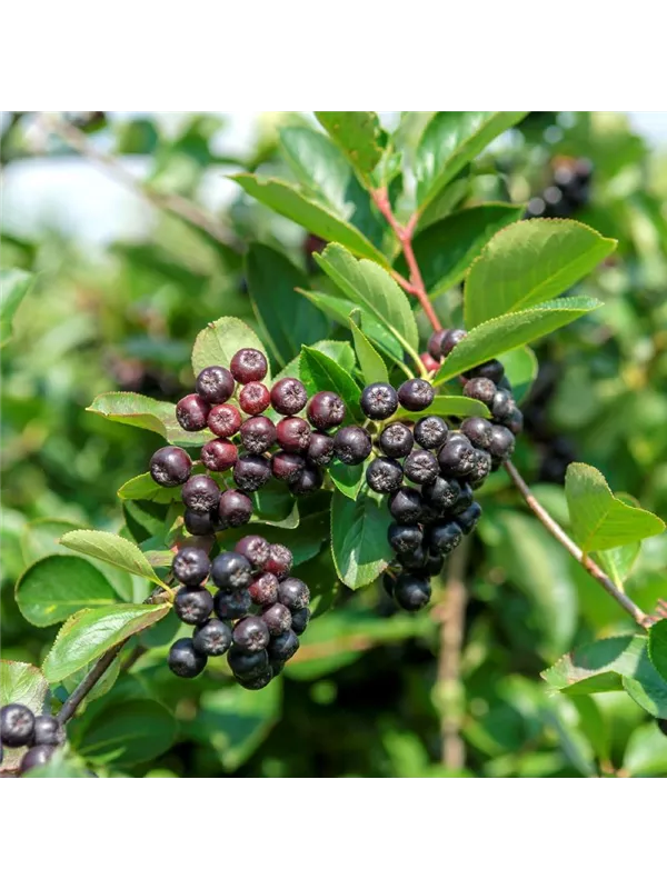 Aronia melanocarpa, Apfelbeere Größe 4060 Müller Blumen & Garten