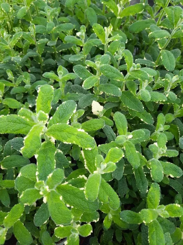 Ananas Minze, Topfgr. 14 Müller Blumen & Garten