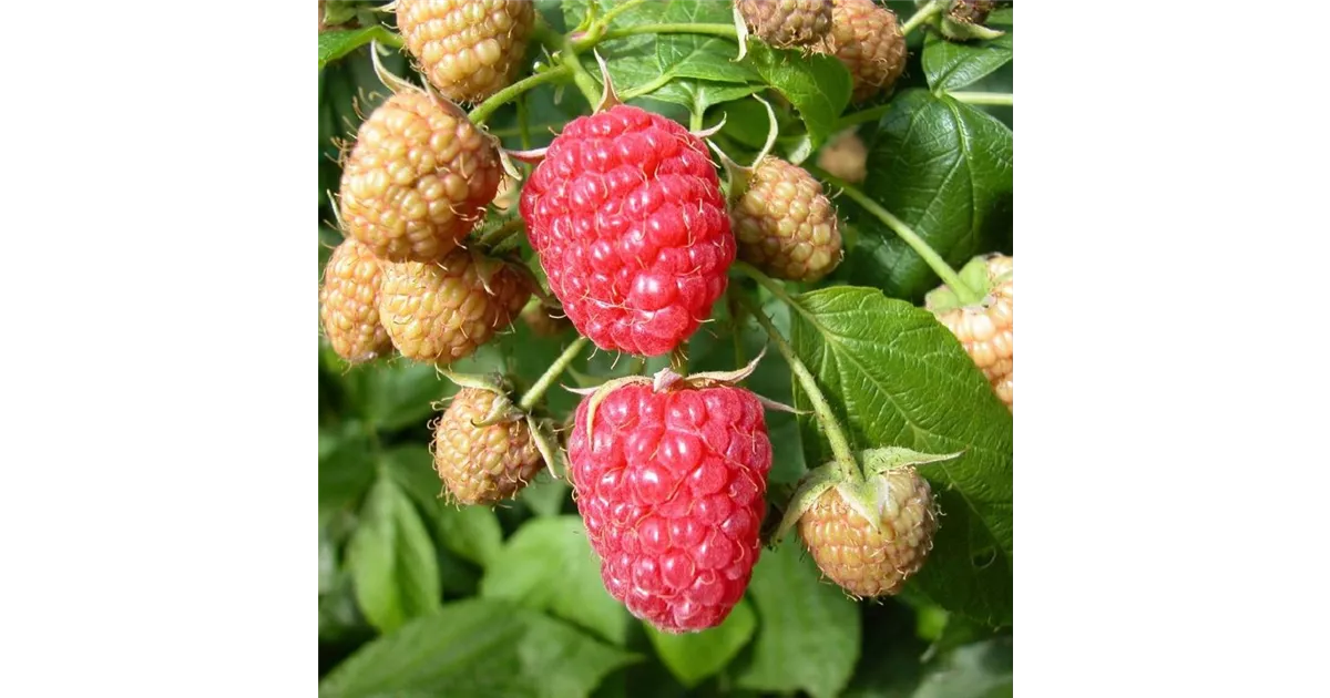 Herbsthimbeere 'Aroma Queen', Rubus idaeus, C3 Müller Blumen & Garten