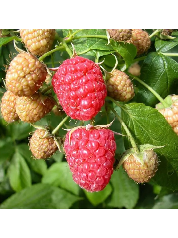 Herbsthimbeere 'Aroma Queen', Rubus idaeus, C3 Müller Blumen & Garten