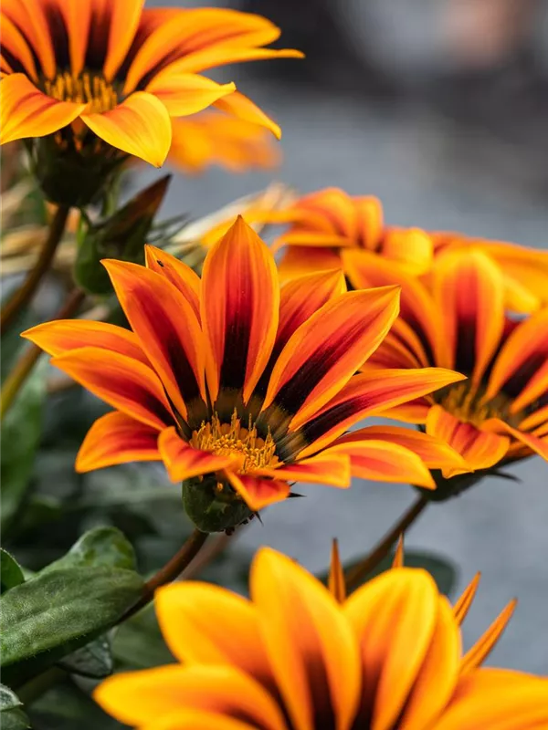 Mittagsblume, Gazanie, Topfgr. 11 Müller Blumen & Garten