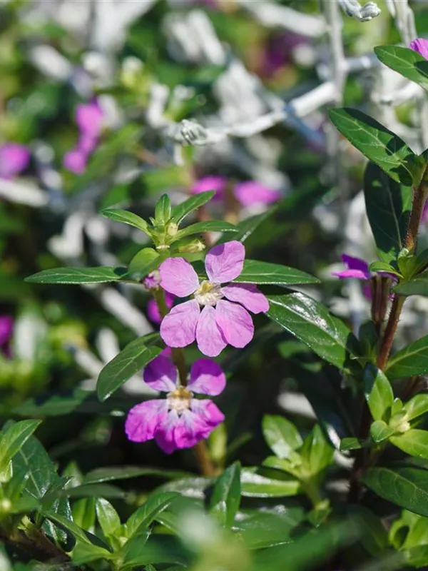 Cuphea, Versch. Farben, Topfgr. 10,5 Müller Blumen & Garten