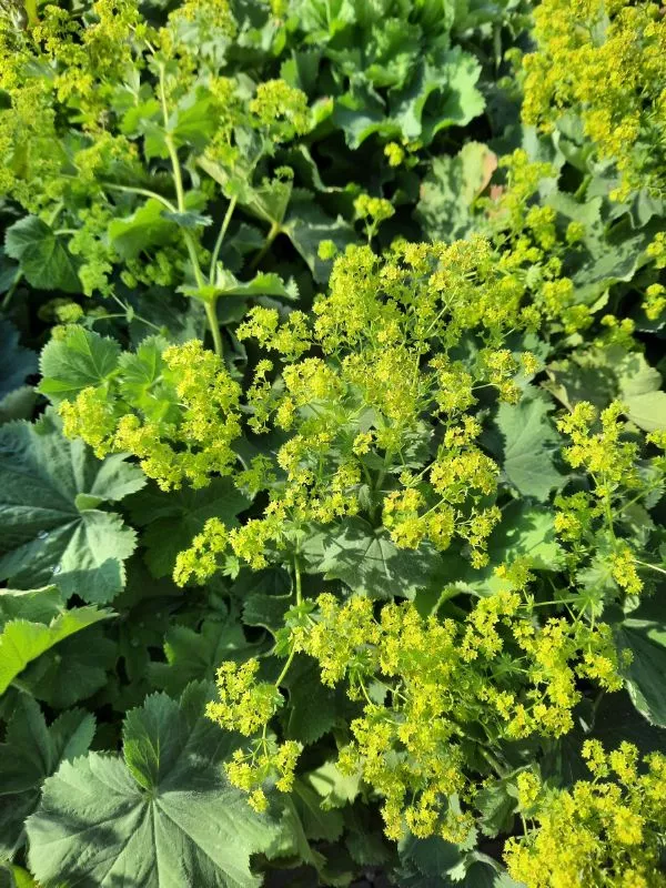 Blumenladen - Pusteblume - Blumen Aus Saarbrücken Frauenmantel, Alchemilla mollis, C3 - Müller Blumen & Garten