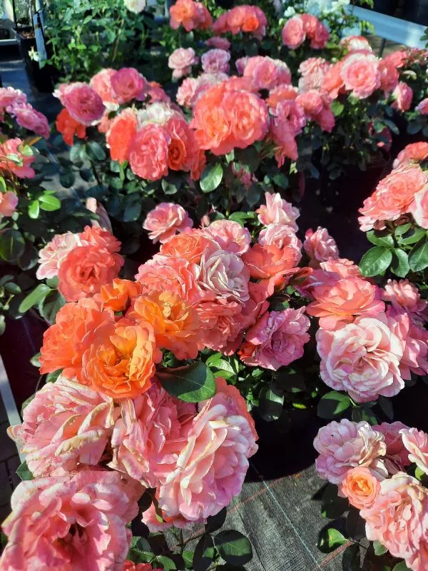 Blumen Von Der Bey - Düsseldorfer Straße 49 Rose 'Sugar Candy', Topfgr. C3,5 - Müller Blumen & Garten