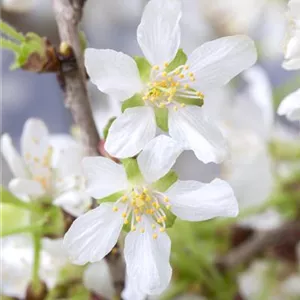 Prunus incisa &#39;Kojou-no-mai&#39;