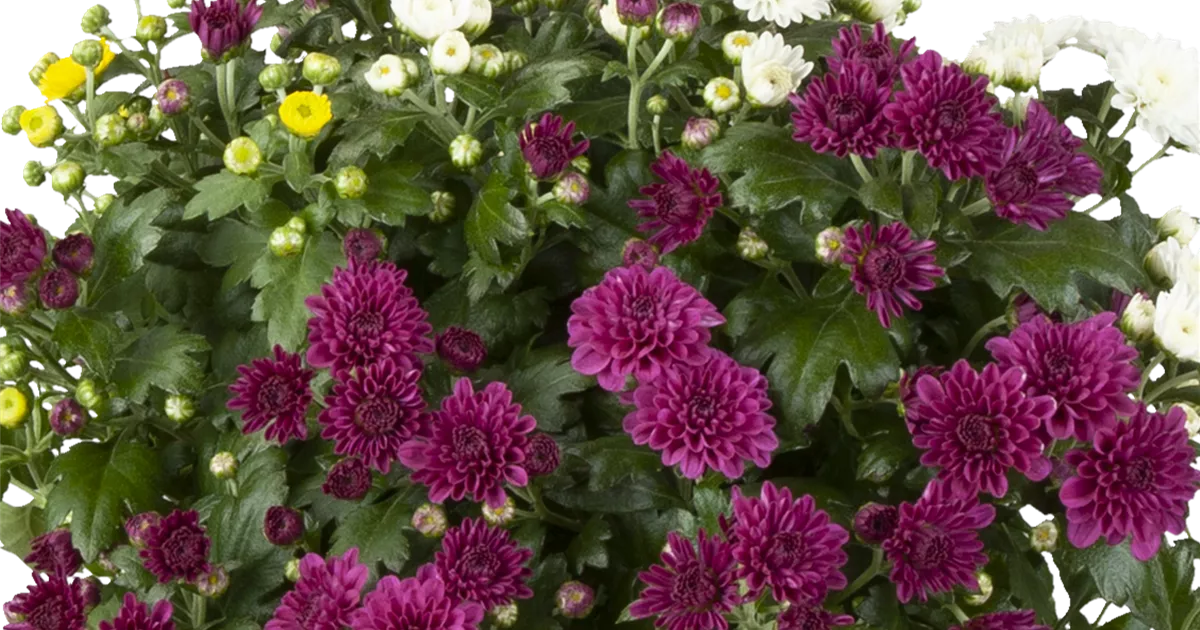 Chrysanthemum Trio, In Schale, groß Müller Blumen & Garten