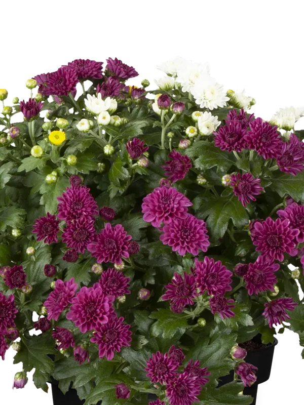 Chrysanthemum Trio, In Schale, groß Müller Blumen & Garten