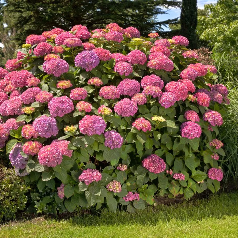 Die Schönheit vom Land – die Bauern-Hortensie