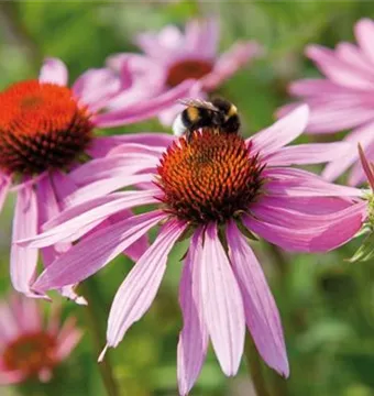 Echinacea