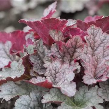 Heuchera