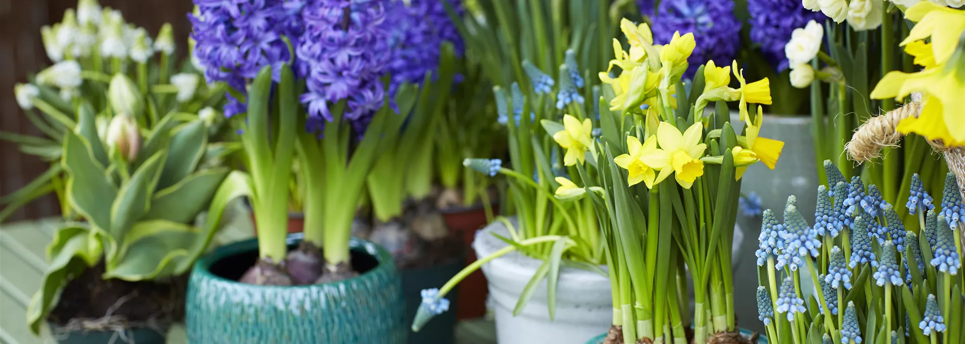 bol_op_pot_17_tvdm_februari_harmonise_hr