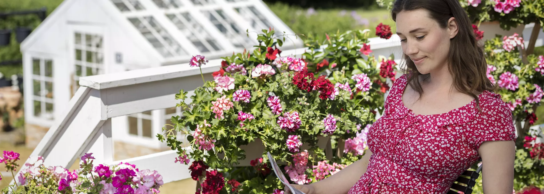 2019_Geraniums_100_Holiday_Feelings_009