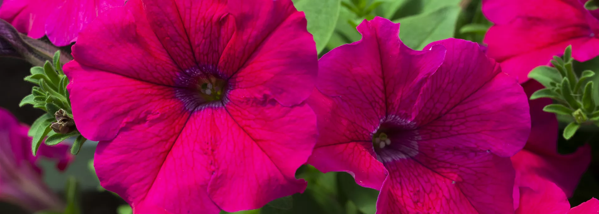 Petunia 'AlpeTunia'®