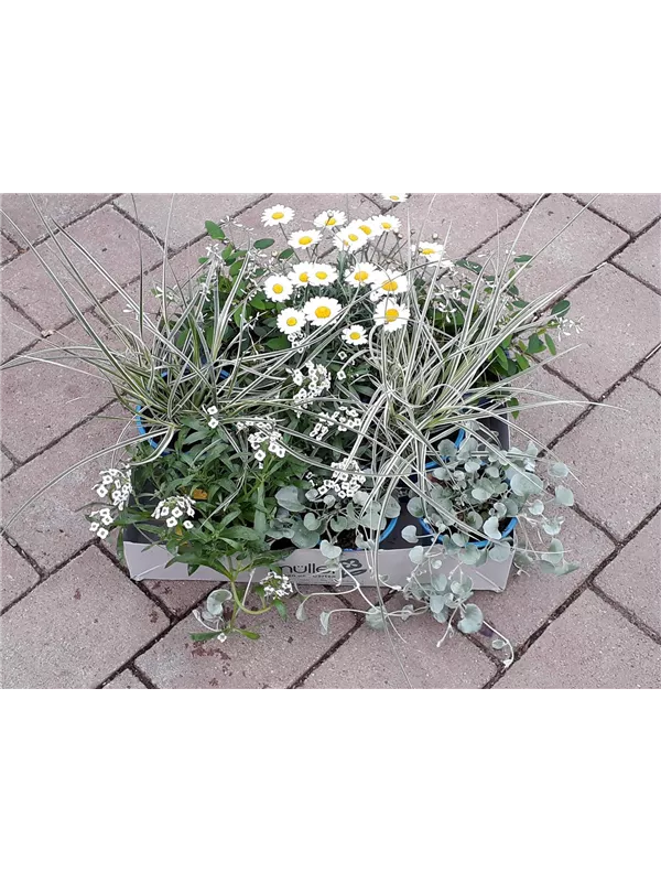 Eine "Portion Sommer" in Weiss
