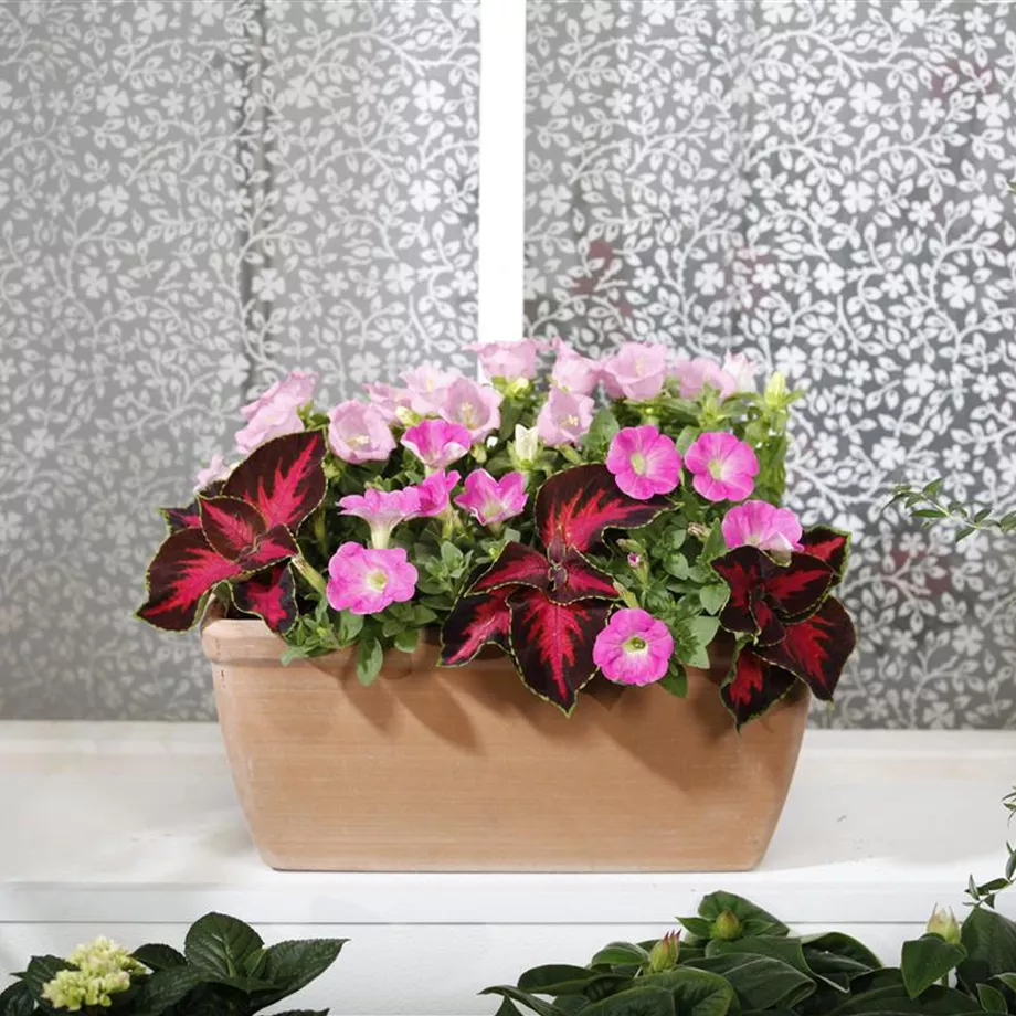 Die richtige Blumen-Kombination für den Balkon
