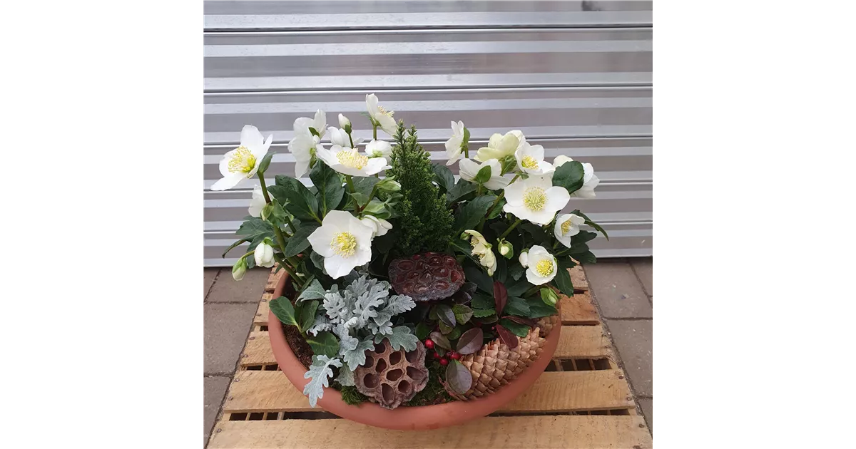 Christrosen mit winterlicher Dekoration , Pflanzschale