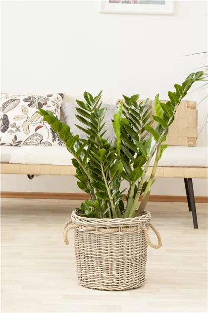 Glcksfeder, Topfgr. 12, ca. 40cm - Mller Blumen & Garten