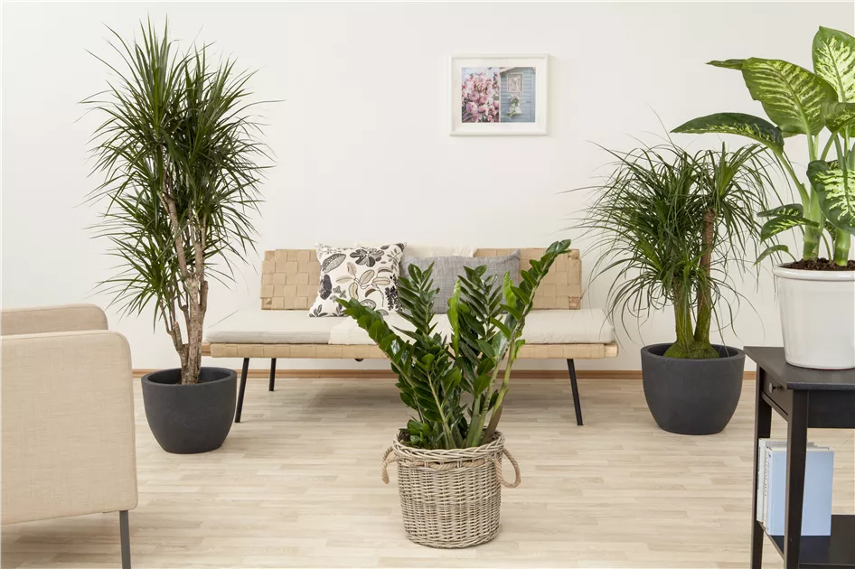 fargesia pingwu Buy Online Fargesia Robusta Clumping Bamboo Plants For Your Garden.  Maya  Gardens, Inc