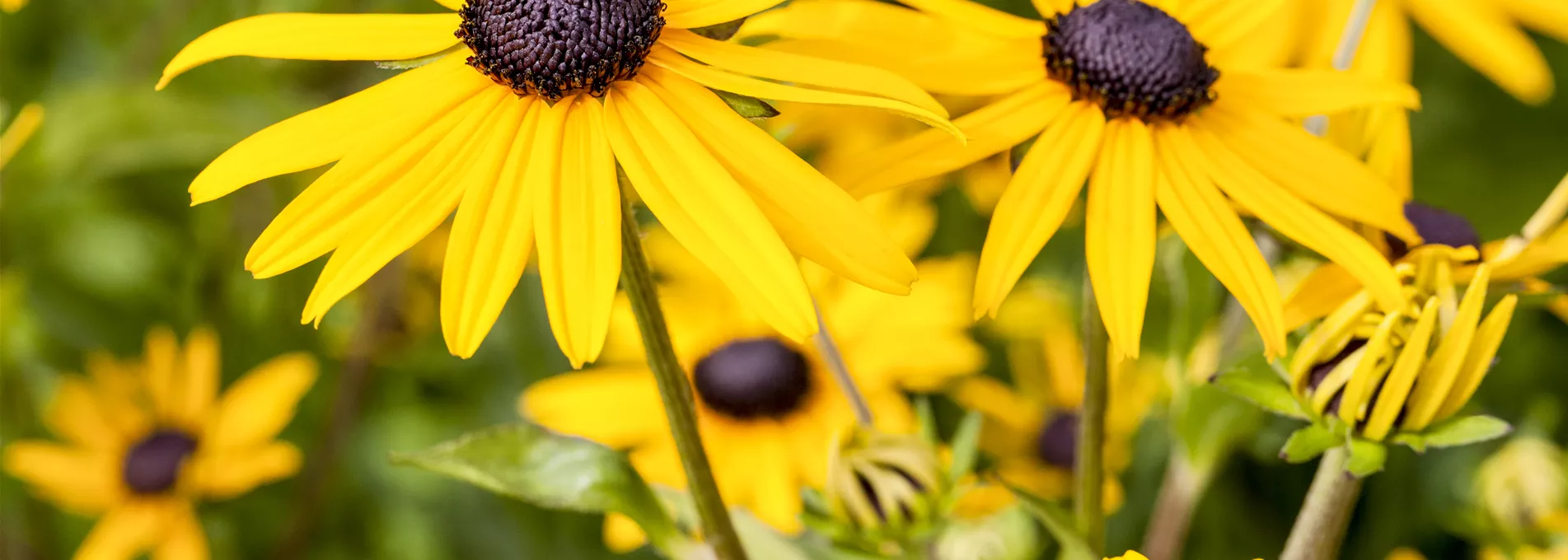 Rudbeckia fulgida