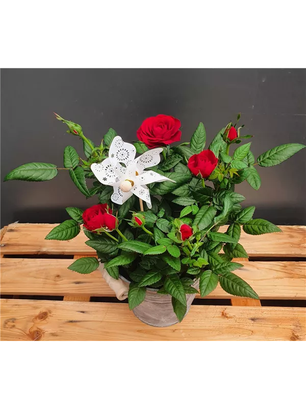 ausgeschmückte Rose im Übertopf