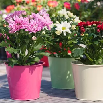 Chrysanthemum indicum
