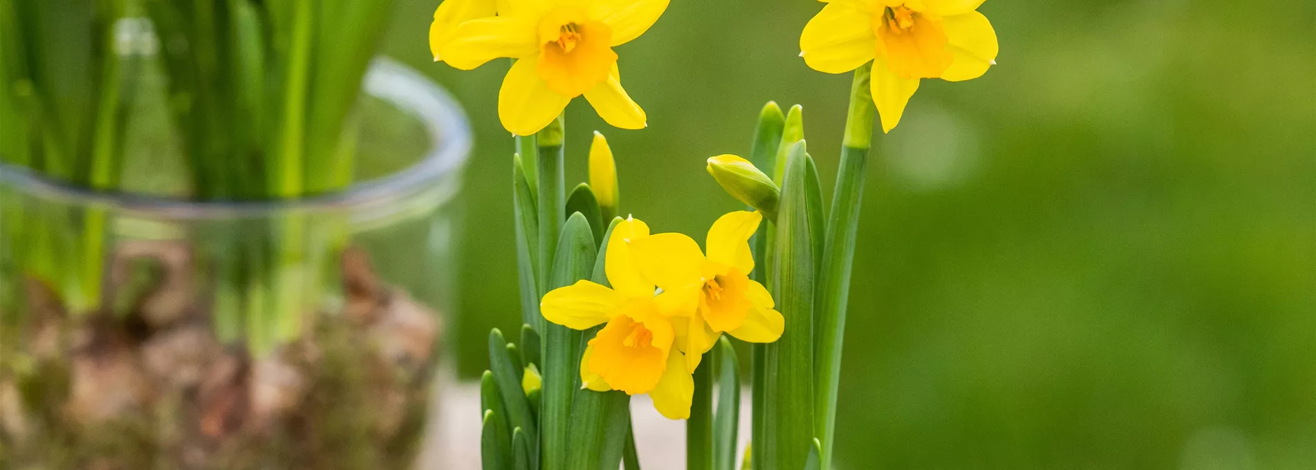 Narzissen im Ambiente