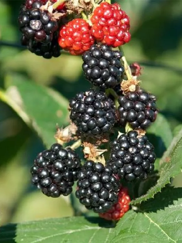 Schwarze, süße Frucht