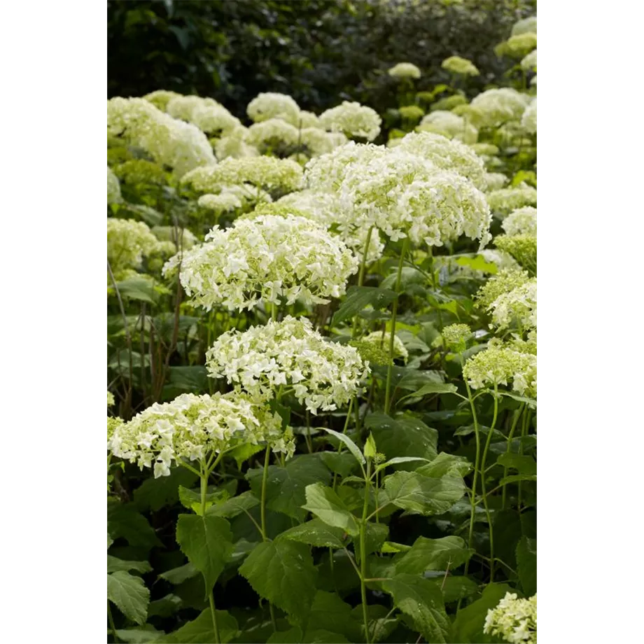 Ball-Hortensie 'Annabelle'