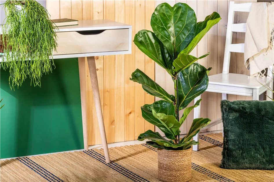 hippeastrum minerva Amaryllis Bulb Minerva  rootsraja.in