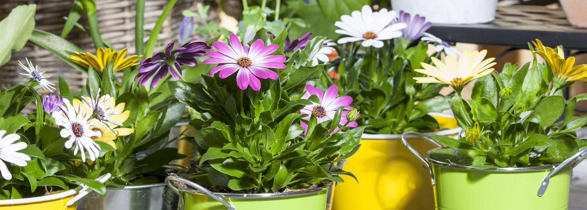 Osteospermum