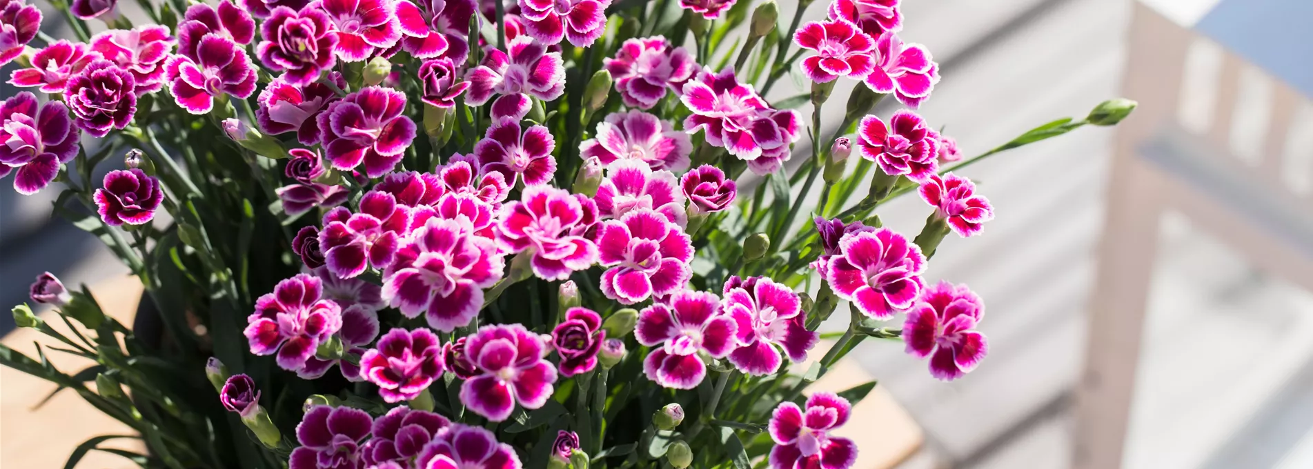 Dianthus 'Pink Kisses'®