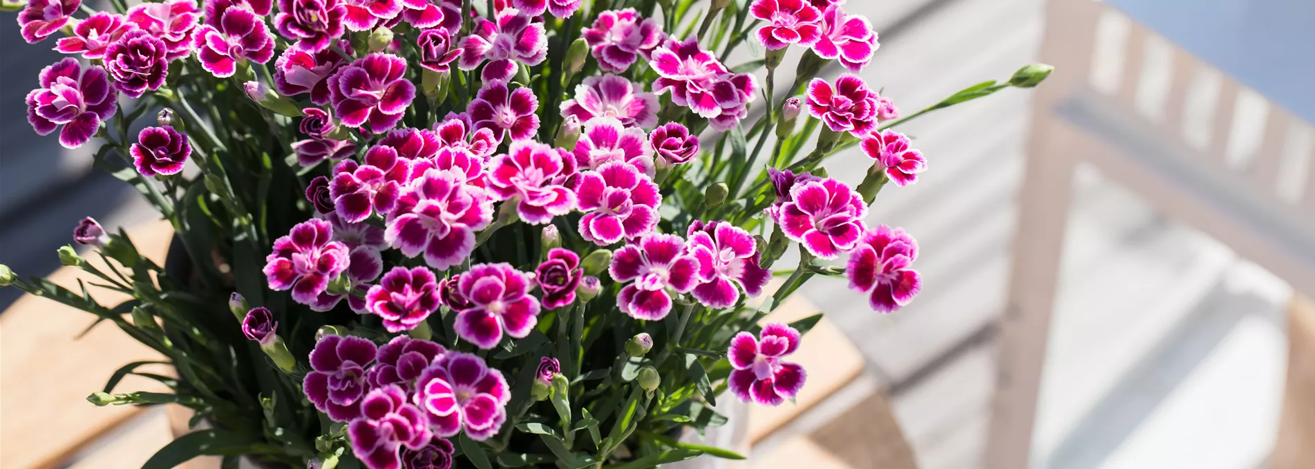 Dianthus 'Pink Kisses'®