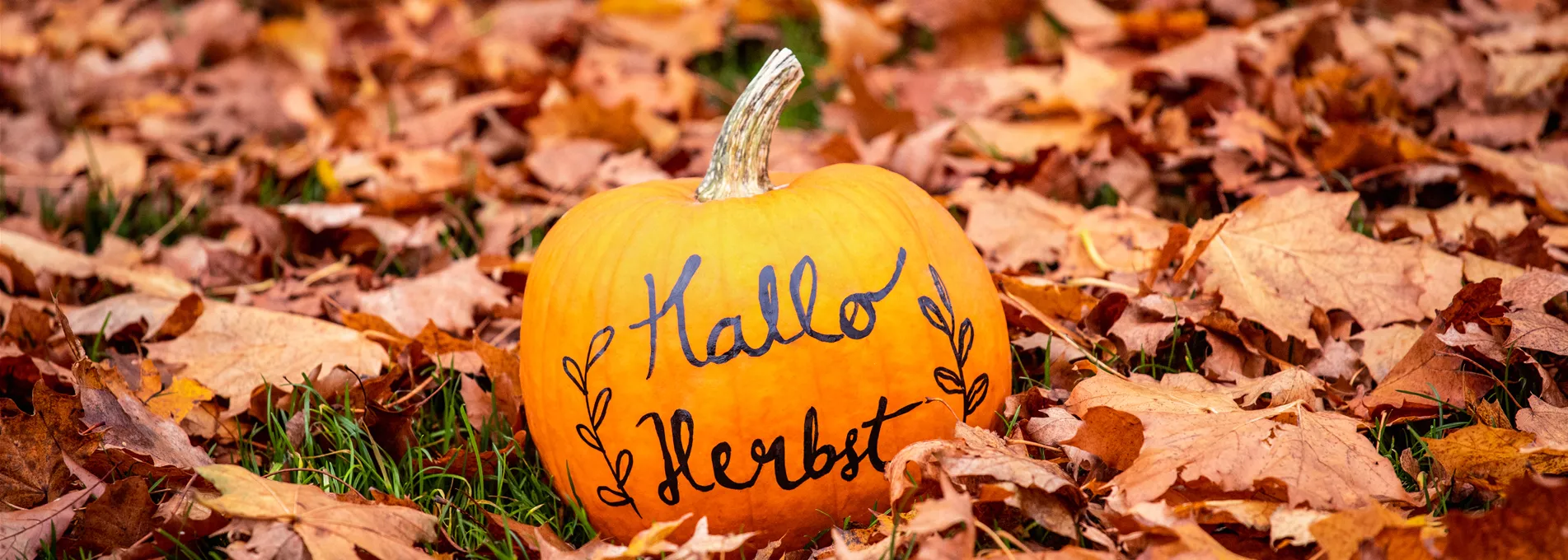 Herbst - Kürbis im Laub