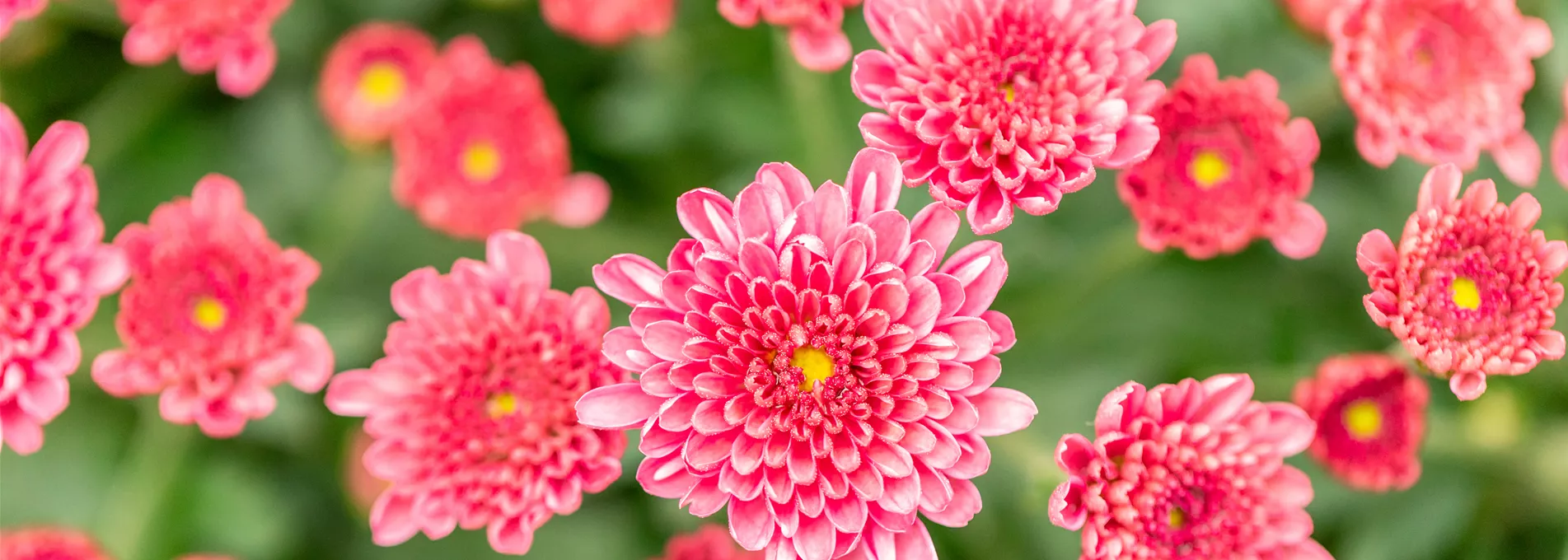Chrysanthemums 'Branfountain Purple'