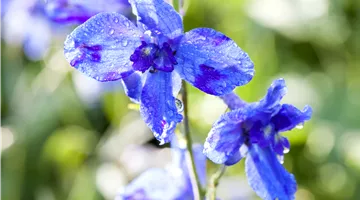 Delphinium