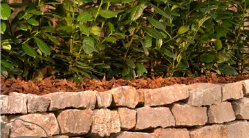 Prunus laurocerasus 'Novita'