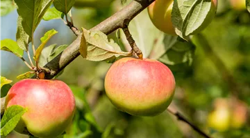 Malus domestica 'Goldrenette von Blenheim'