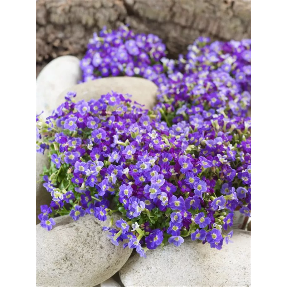 Aubrieta Blaukissen