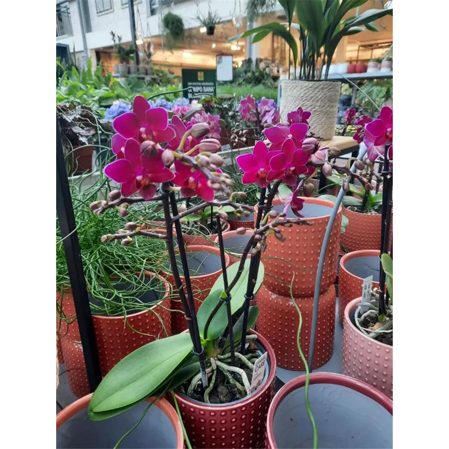 Schmetterlings-Orchidee