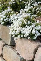 Schleifenblume
