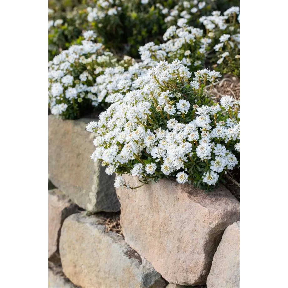 Schleifenblume