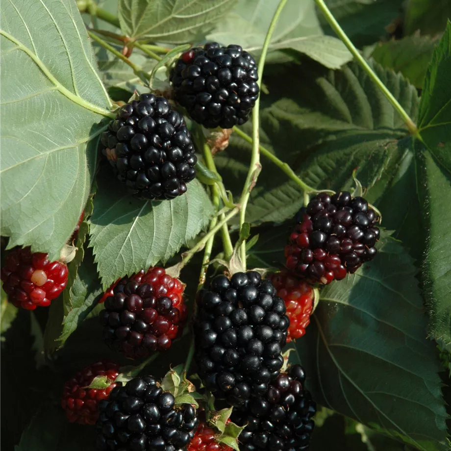 Himbeere Black Jewel
