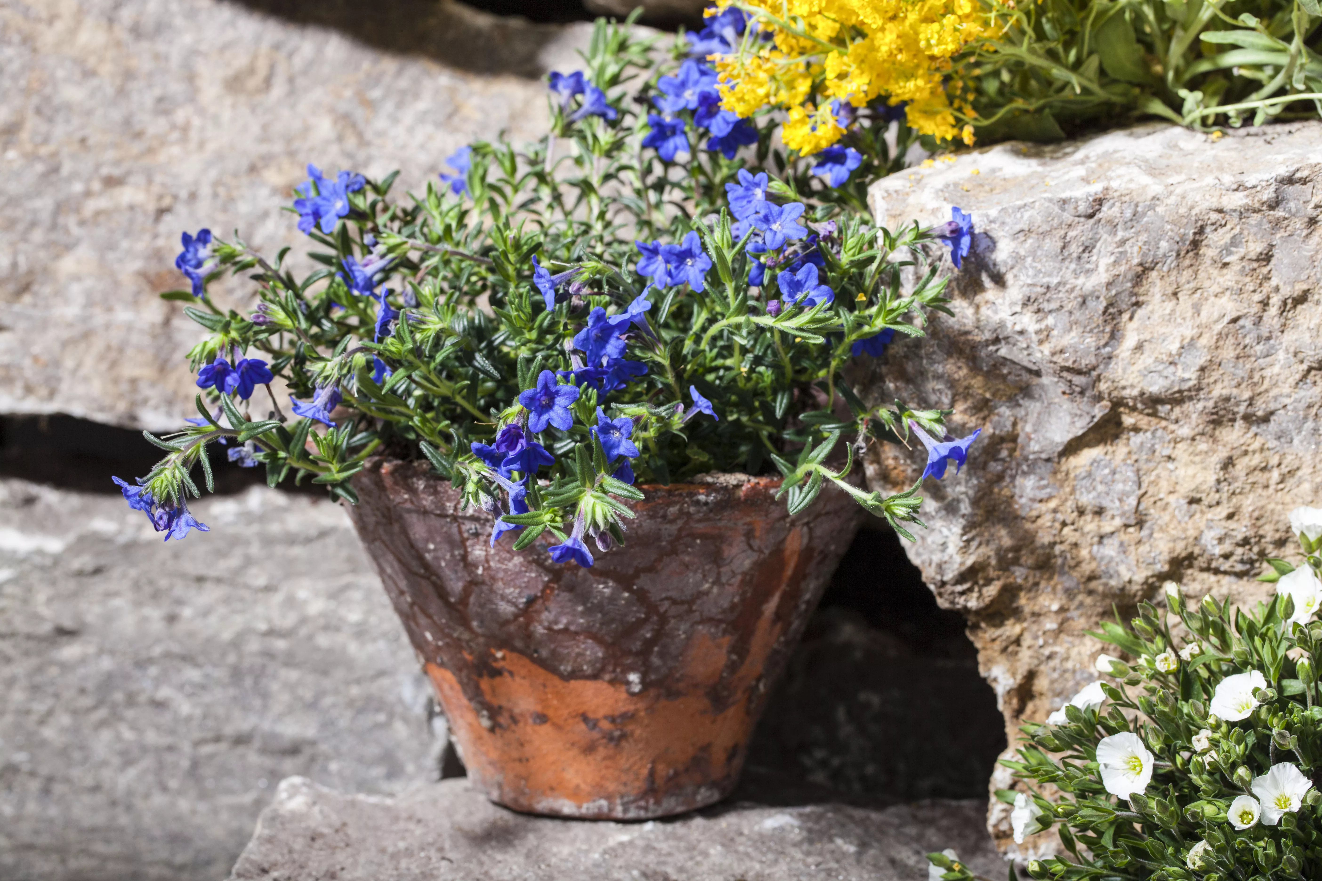 Lithodora