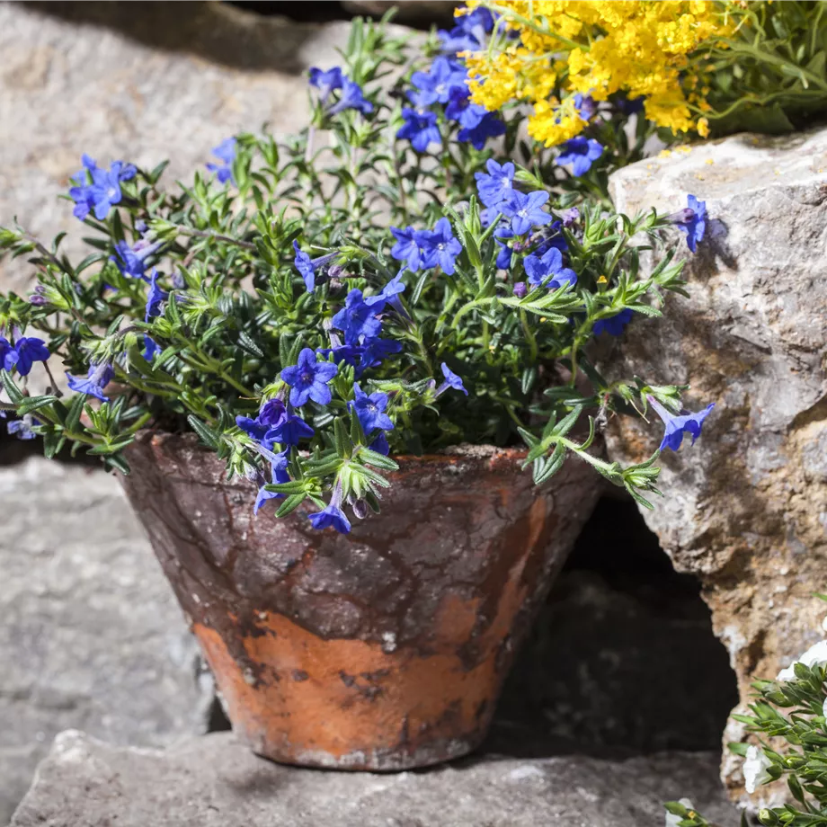 Lithodora