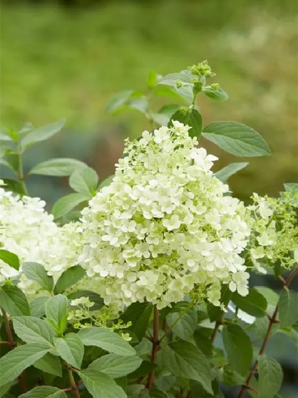 Rispenhortensie